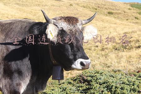 全国连锁幼儿园排名