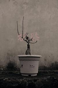 护膝