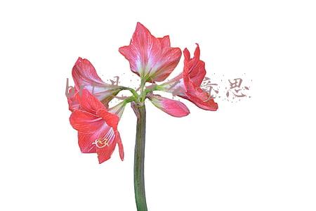 brt是什么意思