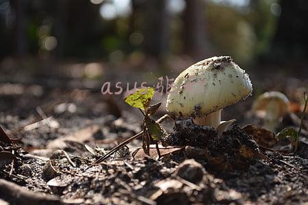 asus驱动管家(轻松管理使用无忧 华硕P453企业办公上佳之选)