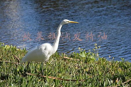欧莱雅润发精油什么时候用(为什么你的发型总是拉低颜值？)