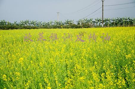 欧莱雅润发精油怎么用(换个洗头方法，发量轻松掌握)