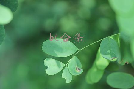 bt合集日本骑兵(沙漠、丝绸之路与美食的全球化)