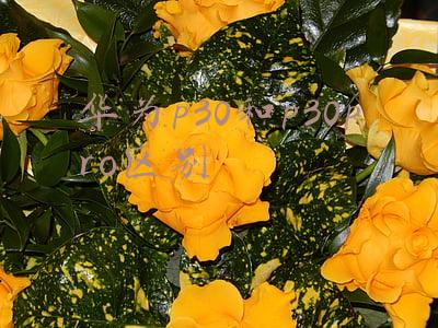 华为p30和p30pro区别对比(华为P30和P30Pro哪款才是你的菜？一文带你了解它们的差别)