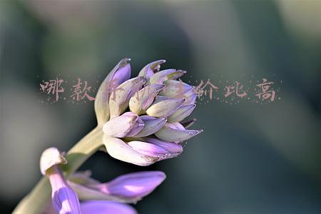 哪款手机性价比高