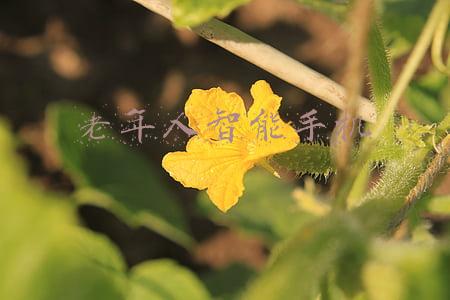 老年人智能手机使用图解(弄潮老人玩手机指南，你值得拥有~)