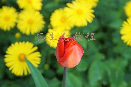 花生壳教程