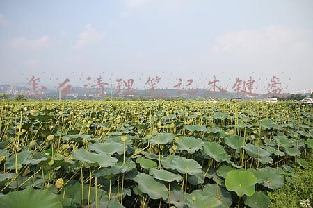 怎么清理笔记本键盘缝隙的灰尘和污渍(电脑键盘缝隙脏物好难清洗？用这招几分钟就清干净了)