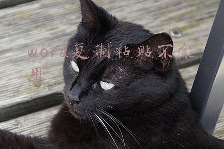 word复制粘贴不能用