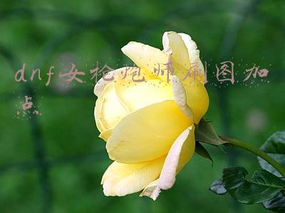 dnf女枪炮师刷图加点95(DNF：女大枪改版后的加点如何选择？我这样的加点有人一样的吗？)
