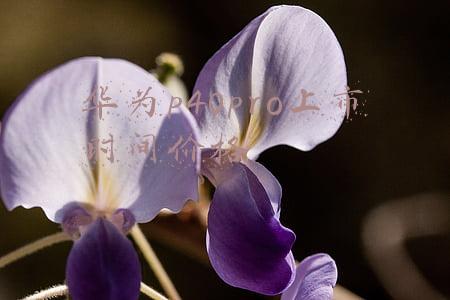 华为手机p40pro上市(华为P40 Pro深度体验：只推荐买Pro版本)
