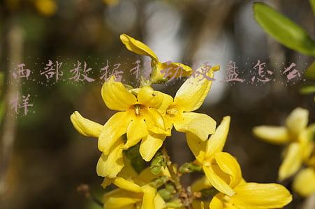西部数据移动硬盘怎么样