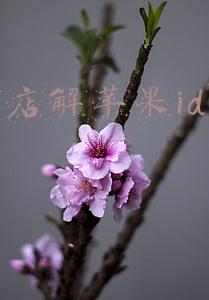 手机店解苹果id多少钱