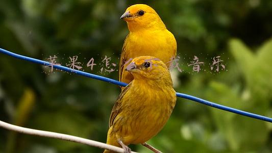 苹果4怎么下载音乐