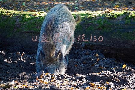 u盘装系统iso怎么安装(系统重装不了，如何用u深度u盘重装系统)