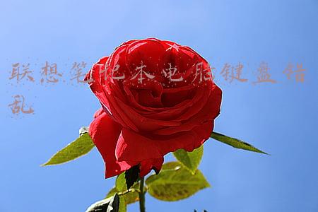 联想笔记本电脑键盘错乱怎么恢复(笔记本电脑键盘输入错乱怎么办)