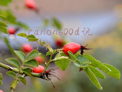 canon600d说明书