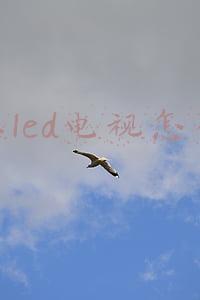 创维led显示屏怎么样(创维连甩四大“杀器”！携京东方推MiniLED电视，OLED色准近似肉眼效果)