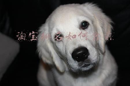 淘宝怎么排名靠前(怎么让淘宝店铺宝贝排名靠前，告诉你技巧)