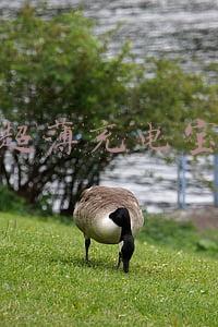 超薄充电宝
