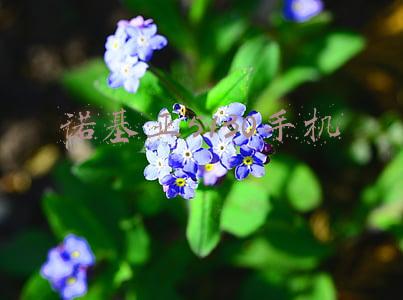 诺基亚5130手机