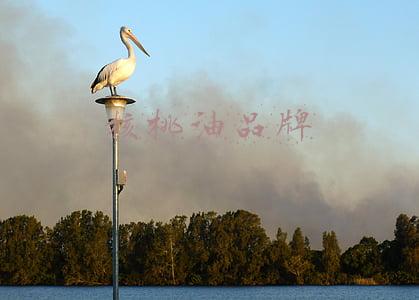 中国十大核桃油品牌(9款宝宝辅食油测评，核桃油/亚麻籽油怎么选？)
