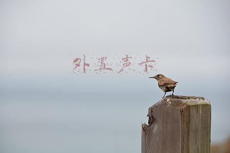 外置声卡有什么用(基础科普篇：我们都在用声卡，可是你知道它到底有什么作用吗？)