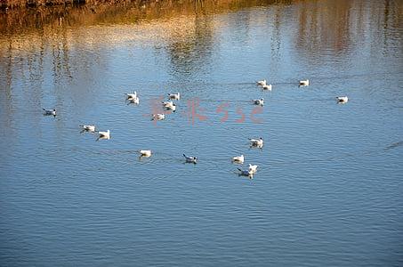 苹果5se