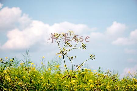 苹果5se