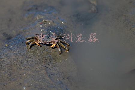 中文浏览器