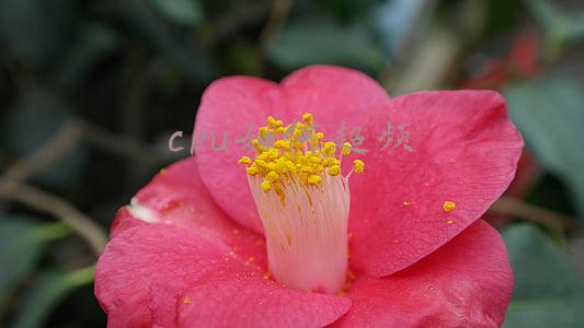 cpu如何超频率(内存超频教学)