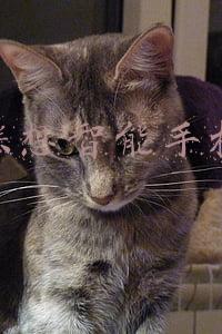 联想智能手机