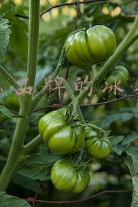 什么品牌的冰箱好