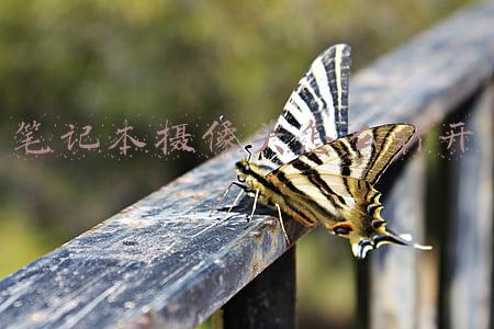 网页需要摄像苹果笔记本摄像头怎么打开(原来通过浏览器访问摄像头这么容易)