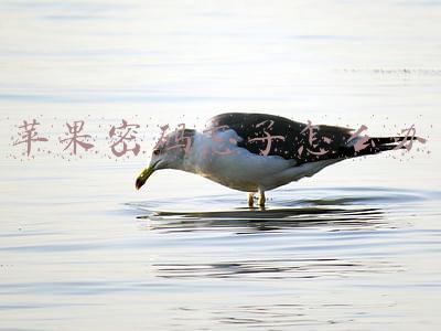 苹果密码忘了怎么办