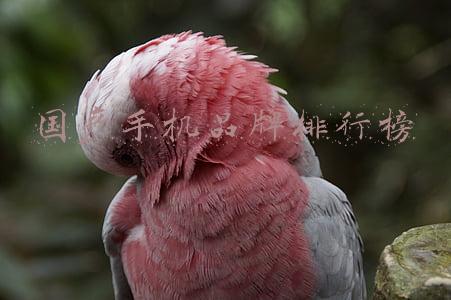 国产手机品牌排行榜前十名(国内十大手机品牌诞生，魅族太惨了)