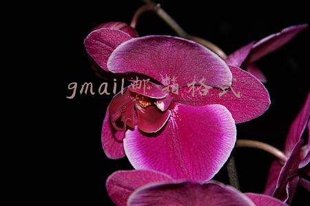 gmail邮箱格式