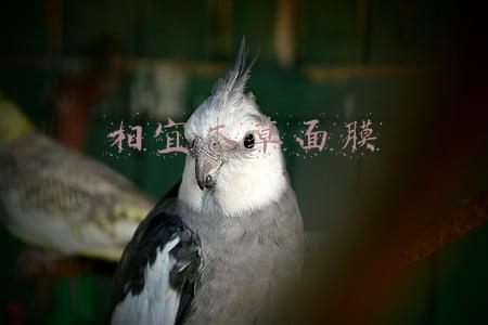 相宜本草面膜官网(她们是三月最美的春光，女王节相宜本草向女性致敬)