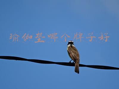 瑜伽垫哪个牌子好知乎(好物推荐：健身瑜伽垫，质量很好，没有任何异味)