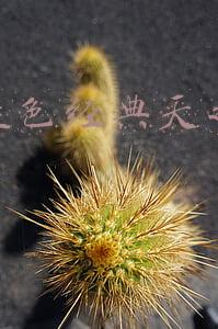 洋河蓝色经典天之蓝价格