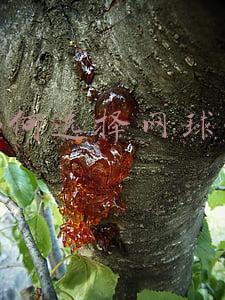 如何选择网球拍
