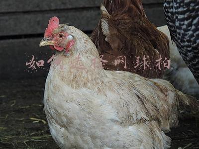网球拍手柄号选择(Zepp sensor传感器:网球爱好者有福利啦)