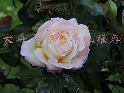 大屏幕手机推荐(7.2寸大屏+6000mAh电池，荣耀新品曝光，真正的大屏福利)