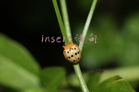 insert语句