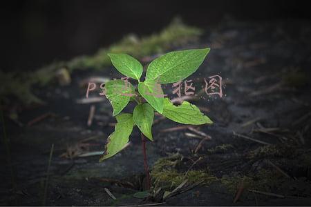 ps通道抠图头发(ps中的通道抠出受光不均匀的人物发丝照片)