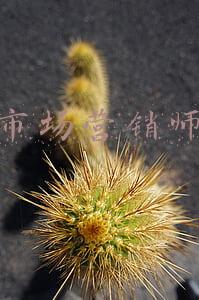 市场营销师