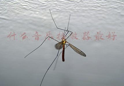 电脑用什么音乐播放器最好(「专题」无差别品鉴 关于5款数字音乐播放机的个人感受（连载5）)