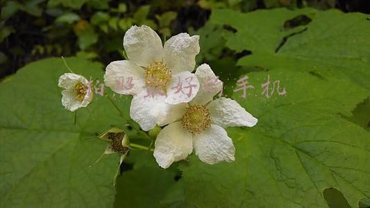 拍照最好的手机2021(外媒评选2021年最佳拍照手机：三款国产手机入榜，小米排名第一)