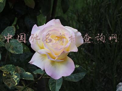 中国驰名商标查询网