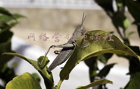 网络营销师课程